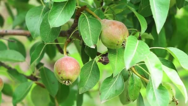 pears on a tree close-up in the garden - Materiał filmowy, wideo