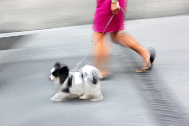walking the dog on the street - Zdjęcie, obraz