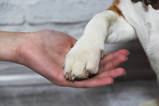 A dog's paw in a man's hand. Pet. Friendship. - 写真・画像