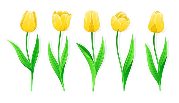 茎と緑の葉を持つベクトル黄色のチューリップのコレクション。異なる春の花のセット。黄色の花弁を持つ分離チューリップクリップ. - ベクター画像