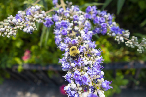 Bumblebee su un mazzo viola di fiori in un giardino
 - Foto, immagini