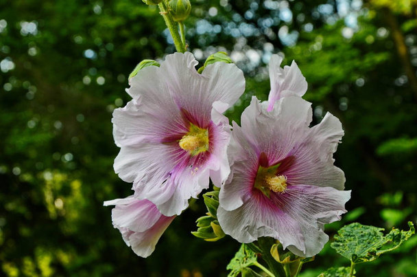 Hollyhock bloemen close-up. - Foto, afbeelding
