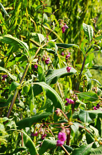 Himalaya Balsam - Impatiens glandulifera Invasieve planten langs de rivier - Foto, afbeelding