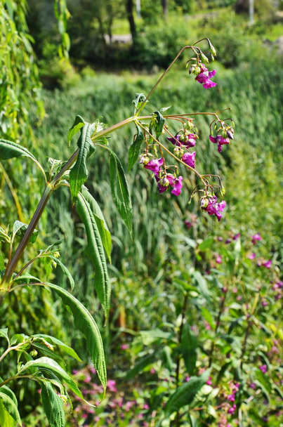 Himalajski Balsam - Impatiens glandulifera Inwazyjna roślina nadrzeczna - Zdjęcie, obraz