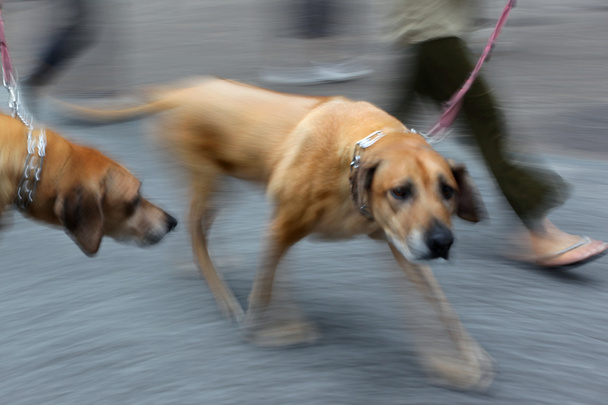 walking the dog on the street - Foto, Bild