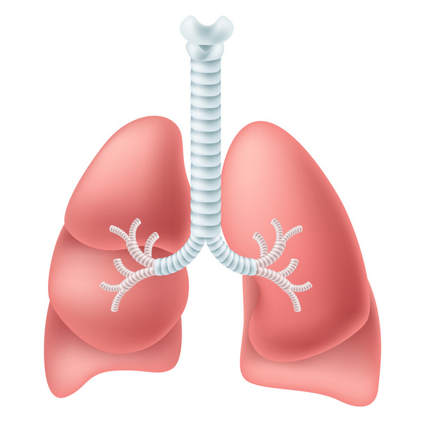 Dýchací soustava člověka - Vektor, obrázek