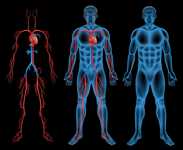 Male circulatory system - Vector, Image