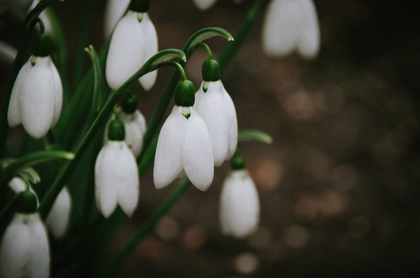 Tender white snowdrop flowers close up in spring forest - Photo, Image