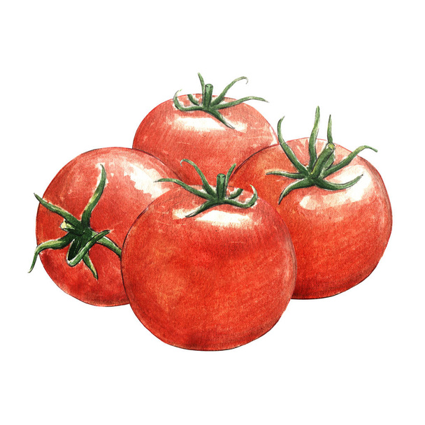 ilustración de acuarela de tomate sobre fondo blanco
 - Foto, Imagen