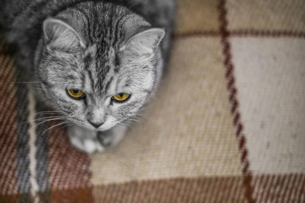Пушистый серый красивый взрослый кот, породы шотландский, близкий портрет на спальне. Кошки расслабляются
 - Фото, изображение