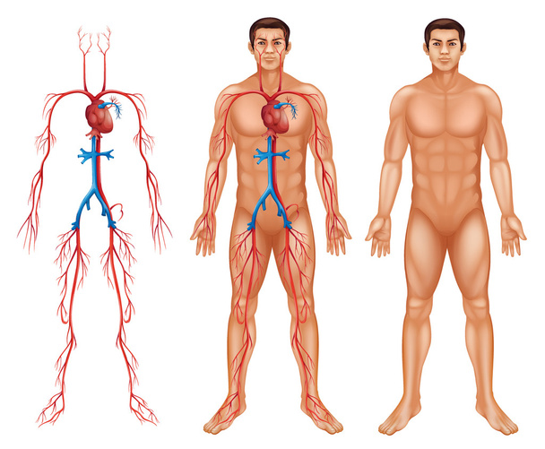 Чоловічий системи кровообігу
 - Вектор, зображення