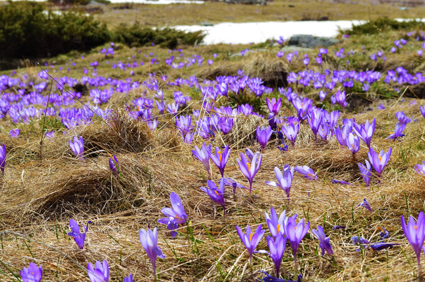 Winter Landscape with Snowy Peaks and Purple Blooming Crocuses. Rila mountain ,Bulgaria  - Фото, зображення