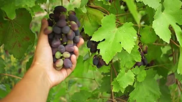 ripe grapes in the vineyard. the farmers hand checks the ripeness of the grapes. growing organic fruit for wine and juice - 映像、動画