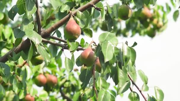 harvest of ripe pears on a tree in the garden. organic fruit growing - Materiał filmowy, wideo
