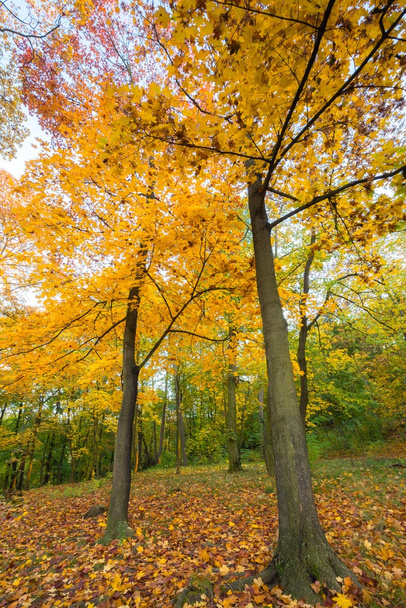 Autumn park. - Fotoğraf, Görsel