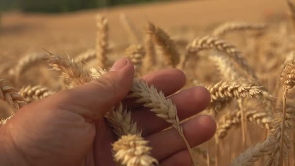 Mão está tocando orelhas de trigo dourado maduro no fundo de um amplo campo
 - Filmagem, Vídeo