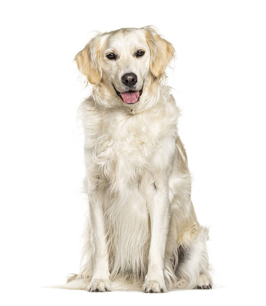Sentado Golden Retriever cão ofegante, isolado em branco
 - Foto, Imagem