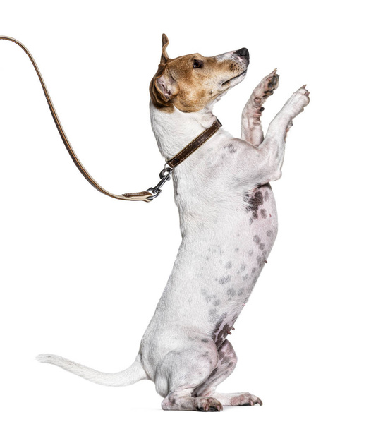 Processus d'apprentissage avec un Jack Russell Terrier sur les pattes arrière
 - Photo, image