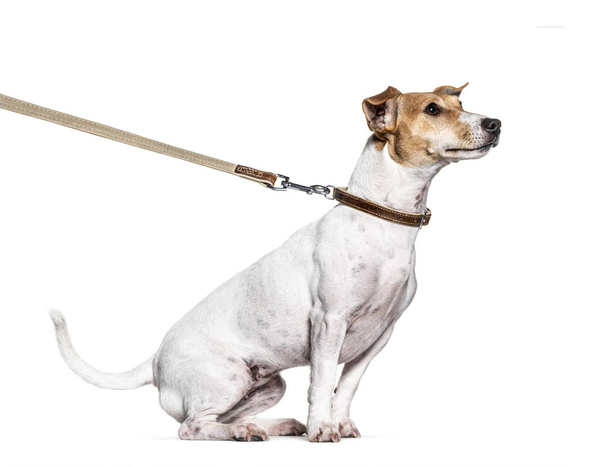 Tanulási folyamat egy Jack Russell Terrier pórázon - Fotó, kép