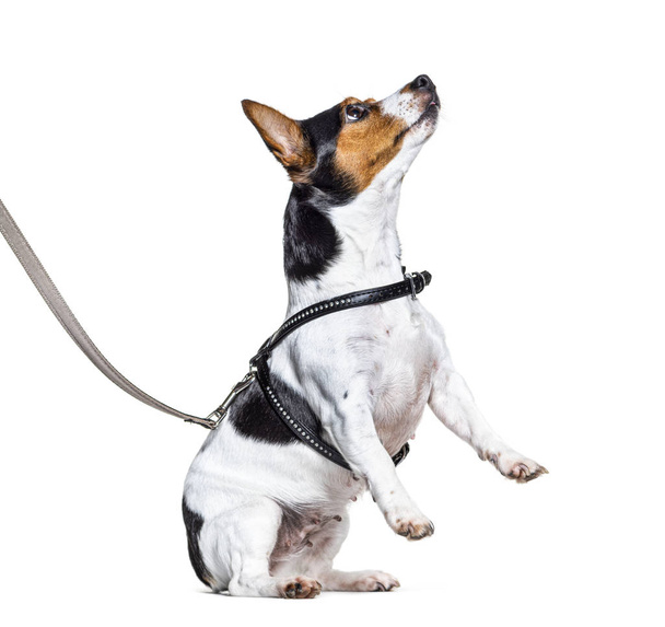 Proceso de aprendizaje con Jack Russell Terrier en las patas traseras
 - Foto, imagen