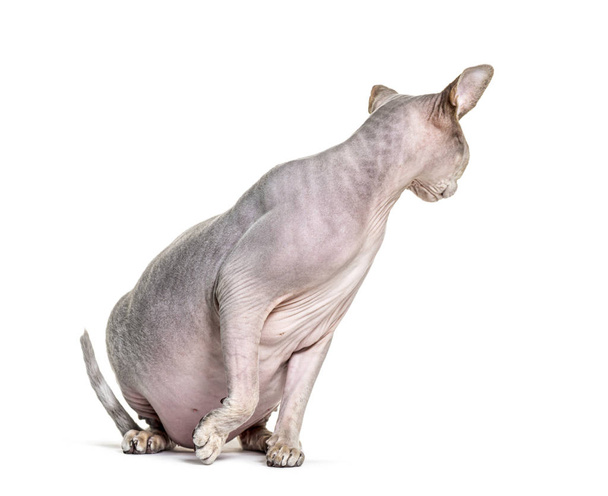 Sphynx sitting and looking backwards, isolated on white - Foto, Imagem