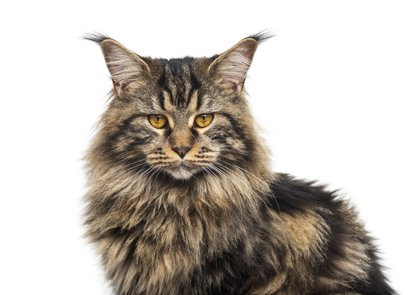 Close-up of a Beautiful grey Maine coon, isolated on white - Photo, Image