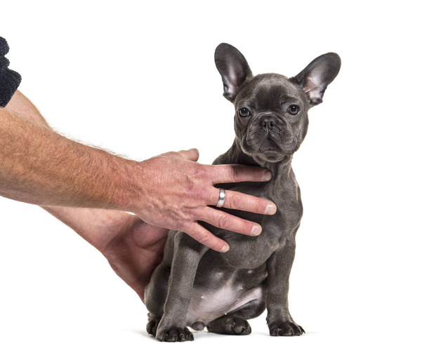 Training session with a French bulldog, isolated on white - Foto, Imagem