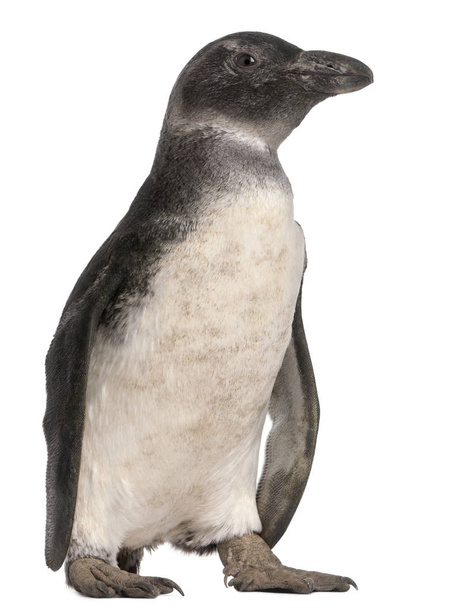 Young African Penguin, Spheniscus demersus, 3 meses, in fro
 - Foto, Imagen
