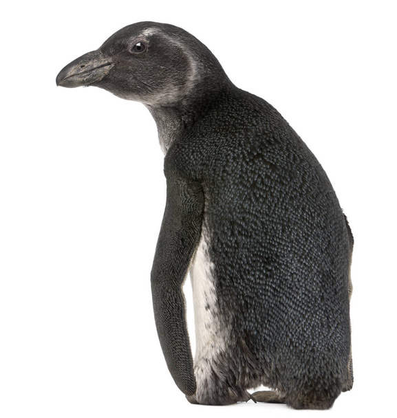 Young African Penguin, Spheniscus demersus, 3 meses, in fro
 - Foto, Imagen