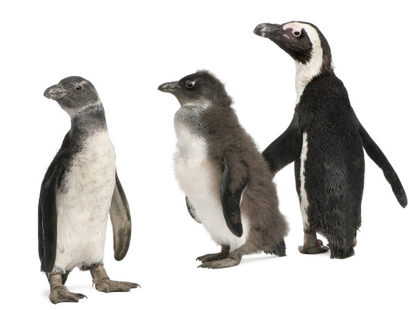Afrikaanse pinguïns, Spheniscus demersus, voor witte backgro - Foto, afbeelding