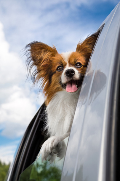 Papillon dog traveling in the car - Foto, imagen