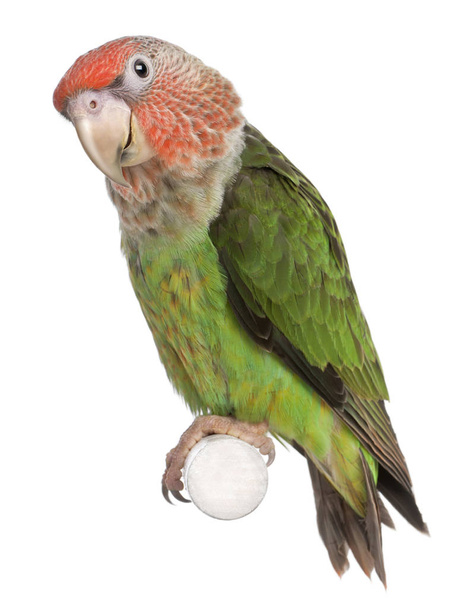 Papağan Burnu, Poicephalus Robustus, 8 aylık, direğe tünemiş. - Fotoğraf, Görsel