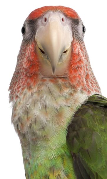 Close-up of Cape Parrot, Poicephalus robustus, 8 months old, in  - Photo, Image
