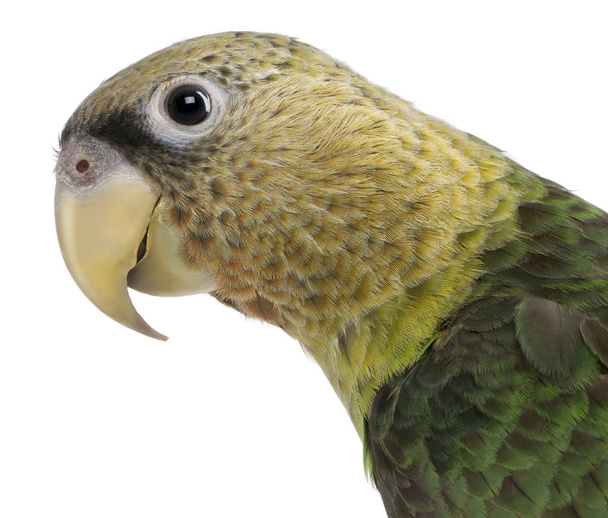 Close-up of Cape Parrot, Poicephalus robustus, 1 year old, in fr - Photo, Image
