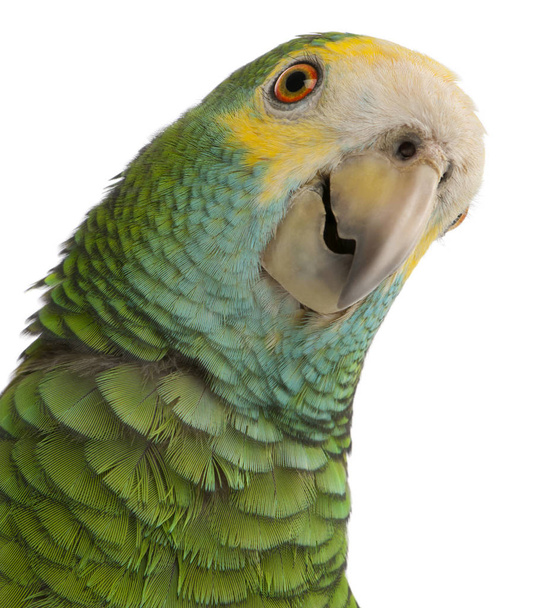 Close-up of Yellow-shouldered Amazon, Amazona barbadensis, in fr - Photo, Image