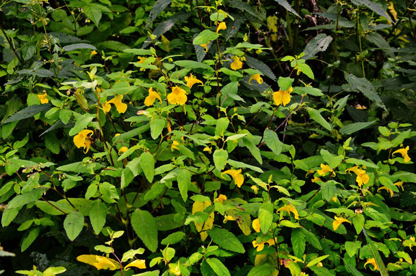 Impatiens noli-tangere - wilde plant. Bloeiende planten in de zomer. - Foto, afbeelding