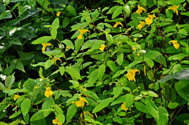 Impatiens noli-tangere - άγριο φυτό. Φυτό ανθίζει το καλοκαίρι. - Φωτογραφία, εικόνα