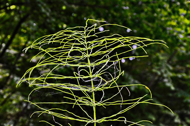 Cola de caballo de madera - Equisetum sylvaticum - Green Nature Backgrounds
 - Foto, Imagen