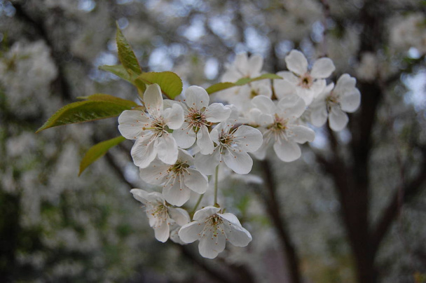 Keväällä kukkiva kirsikkapuu, Prunus avium - Valokuva, kuva