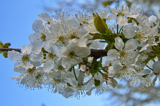 Keväällä kukkiva kirsikkapuu, Prunus avium - Valokuva, kuva