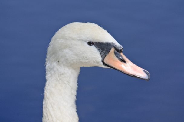 Лебедь на озере - Фото, изображение