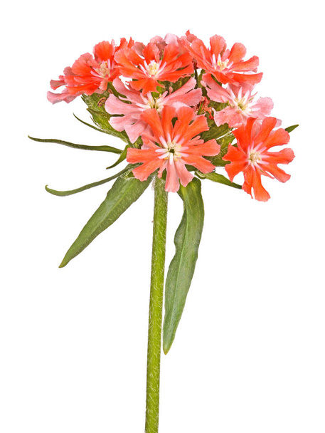 Bright salmon-colored flowers of Maltese cross isolated against  - Photo, Image