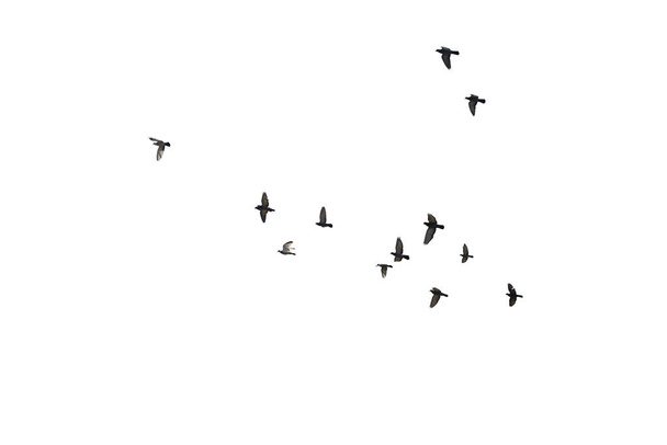 Manadas de palomas voladoras aisladas sobre fondo blanco. Recorte
  - Foto, Imagen