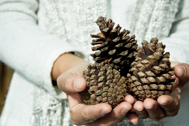 Hand holding cedar cone - Zdjęcie, obraz