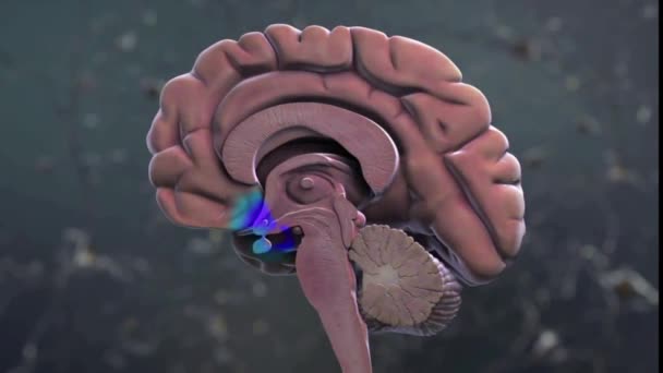 Мозок з передовим мозком Альцгеймера. 3D Медична анімація - Кадри, відео