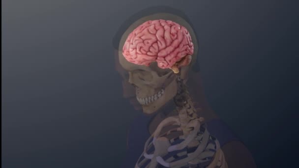 Traumatische Hirnverletzungen. 3D-Animation des transparenten menschlichen Gehirns - Filmmaterial, Video