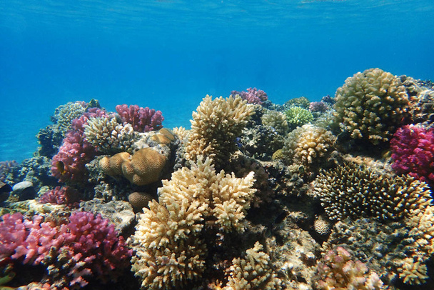récif corallien en mer rouge  - Photo, image