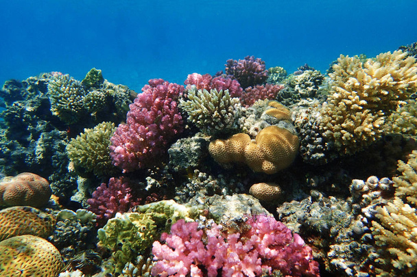 кораловий риф у Червоному морі  - Фото, зображення