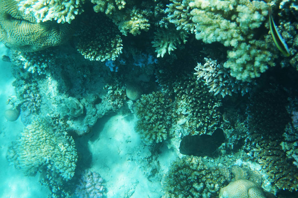 Kızıl denizdeki mercan kayalıkları  - Fotoğraf, Görsel