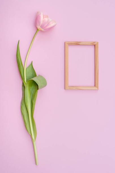 One pink tulip and wooden frame for photo or title on pink background. - Photo, Image